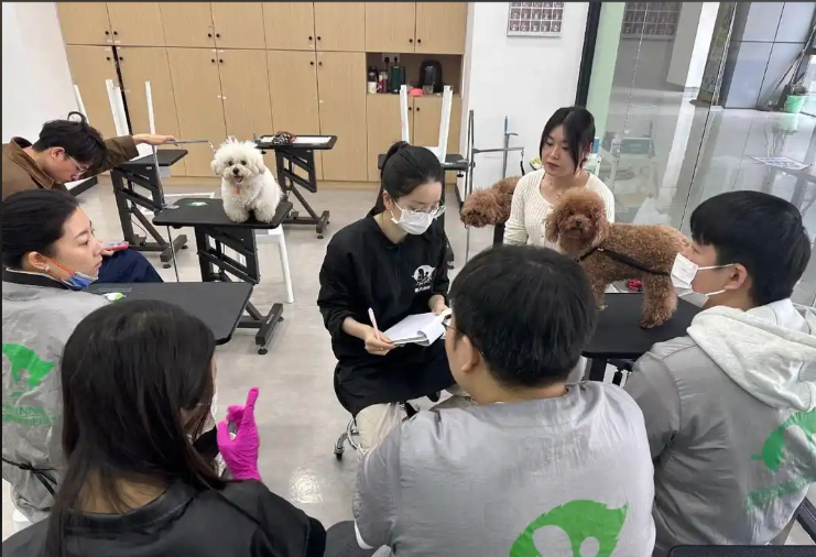 咸宁市宠物美容宠物美容培训学校 - 排名